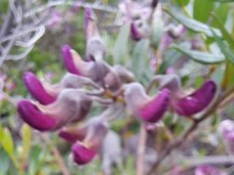 Virgilia oroboides buds